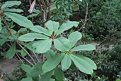 Description de l'image Magnolia rostrata.jpg.