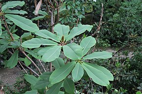 Beskrivelse af Magnolia rostrata.jpg-billedet.