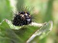 Magpie moth caterpillar-09.jpg