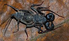 Malaysia Vinegaroon (Thelyphonus sp.) (8723019285).jpg