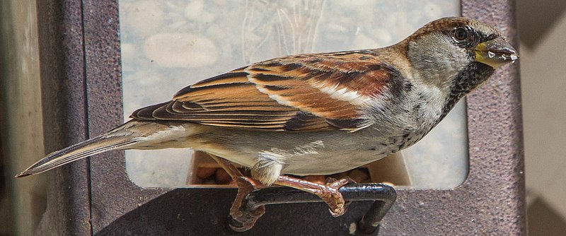 File:Male House Sparrow (passer domesticus) (8075332036).jpg