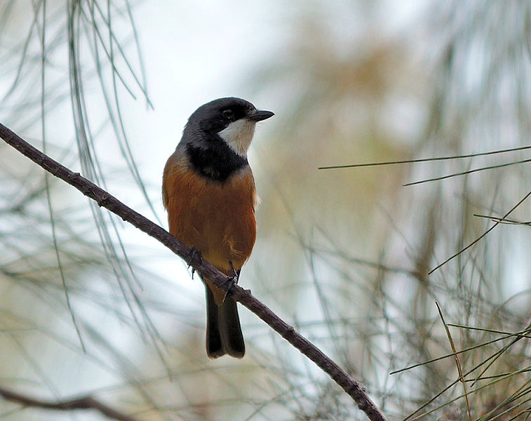 File:Male Rufous Whistler.jpg