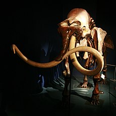 Mammoth mg 2791.jpg