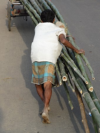 Bengali man pushing a cart that is laden with bamboo.