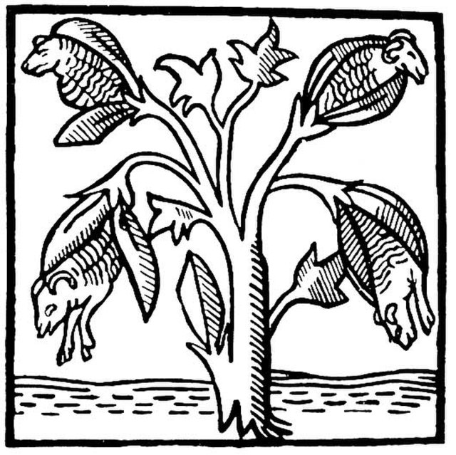 Cotton plants as imagined and drawn by John Mandeville in the 14th century