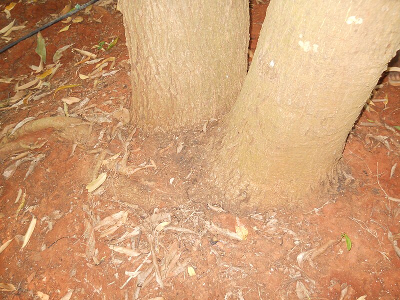 File:Mango grafting, one branch is original, other branch is duplicate.JPG
