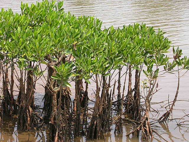 Mangroves are adapted to saline conditions