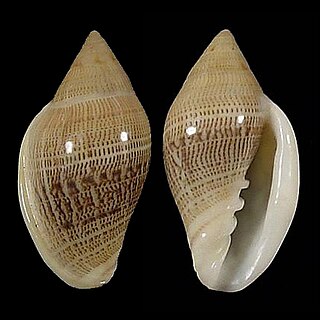 <i>Marginella belcheri</i> Species of gastropod