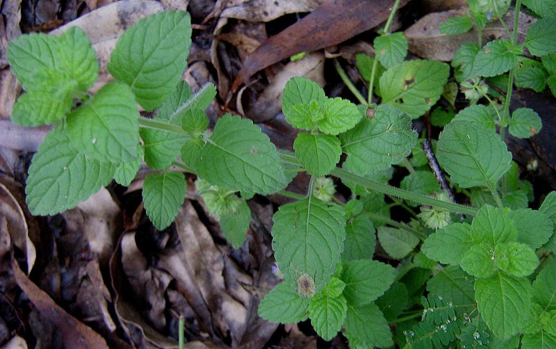 File:Marsypianthes chamaedrys (Vahl) Kuntze - Flickr - Alex Popovkin, Bahia, Brazil.jpg