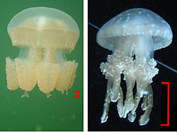 Различия в морфологии озёрной (слева) и океанической формы Mastigias papua