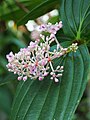 Medinilla myriantha, Medinila, 2023-07-30