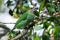 Green ears. Барбет птица. Малабарский бородастик. Птица као. Многоцветной бородастик.