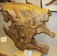 Cranio di Megatherium cuvieri