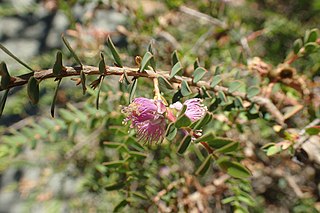 <i>Melaleuca platycalyx</i> Species of flowering plant