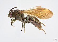 Melanempis scoliiformis Female.jpg