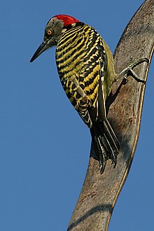 Hispaniolan woodpecker Tapping sound of a woodpecker (ақп.)