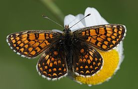 Melitaea aurelia.