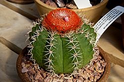 Melocactus matanzanus a Huntington Libraryben