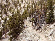 Methuselah is the oldest tree in the world, found in the Ancient Bristlecone Pine Forest of Inyo National Forest. Methuselah Walk USA Ca.jpg