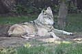 Mexican Wolf