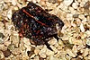 A black frog spottled with red-orange markings sits on gravel