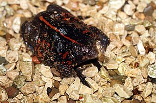 Mexican burrowing toad