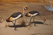 Savanna Water Hole, crowned crane