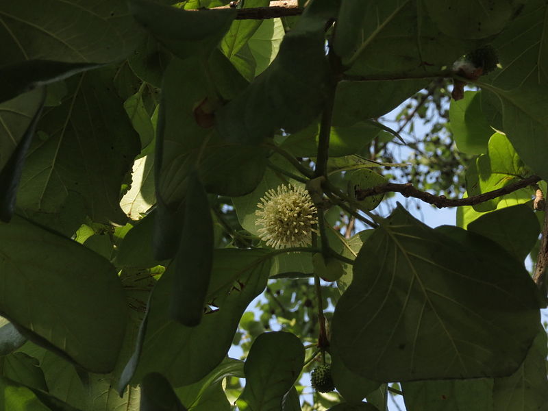 File:Mitragyna parvifolia-01.JPG