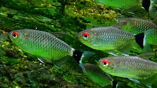 Moenkhausia sanctaefilomene - Red Eyes Tetra - Aqua Golden Gate 02.JPG