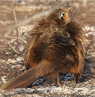 <span class="mw-page-title-main">Lesser ground cuckoo</span> Species of bird