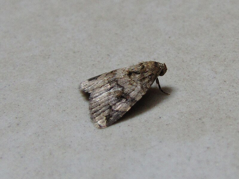 File:Moth 9739.jpg