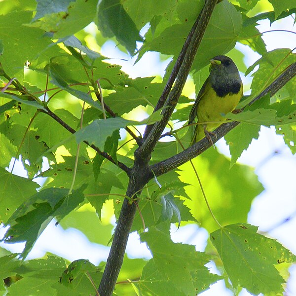 File:Mourning warbler north harmony state forest 6.29.23 DSC 1256.jpg