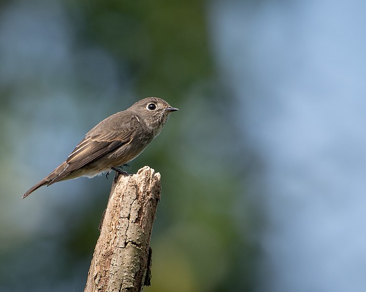 File:Muscicapa sibirica.jpg