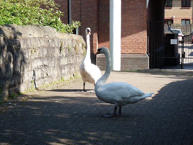 File:Mute swans guarding a stone bridge in Cardiff.JPG