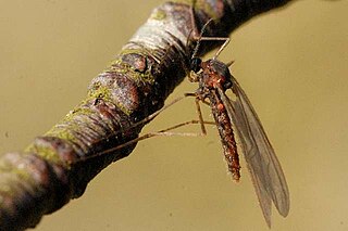 <i>Mycomya</i> Genus of flies