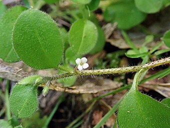 Flower and leaf showing erect hairs on branch