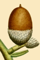 NAS-005f Quercus stellata acorn.png