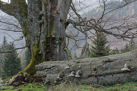 Fagus sylvatica located on the socalled "Zaglbaueralm" in the Austrian Limestone Alps National Park © Isiwal