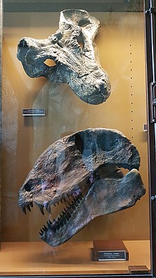 Окаменелые черепа двух Sphenacodontoidea: Clelandina (терапсиды, горгонопсы) и диметродона (Sphenacodontidae)