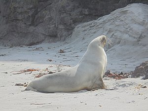 NZ sea lion Smaills Beach.jpg
