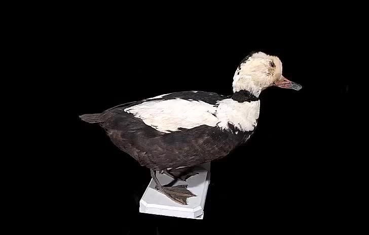 File:Naturalis Biodiversity Center - RMNH.AVES.110083 - Camptorhynchus labradorius (Gmelin, 1789) - Labrador Duck - specimen - video.webm