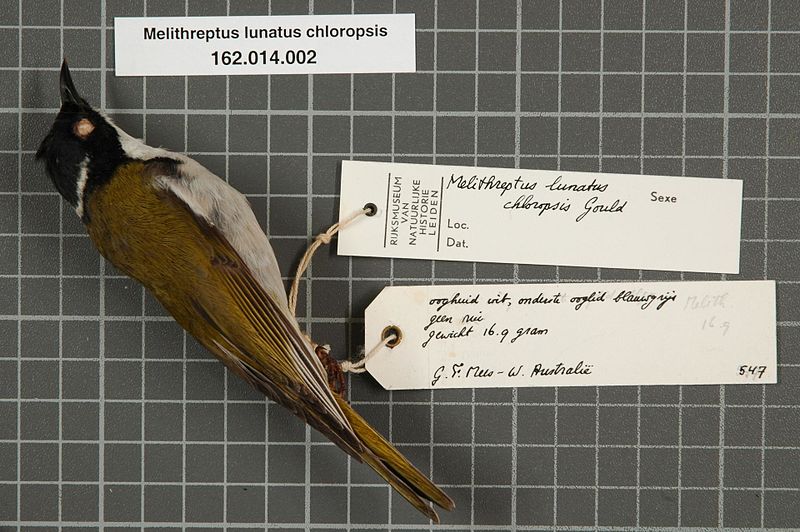 File:Naturalis Biodiversity Center - RMNH.AVES.54905 1 - Melithreptus lunatus chloropsis Gould, 1848 - Meliphagidae - bird skin specimen.jpeg