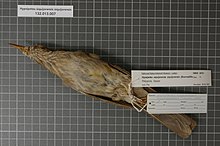 Naturalis Biyoçeşitlilik Merkezi - RMNH.AVES.99781 1 - Hypsipetes siquijorensis siquijorensis (Steere, 1890) - Pycnonotidae - kuş derisi örneği.jpeg