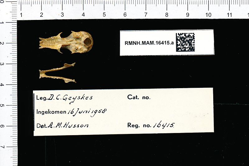 File:Naturalis Biodiversity Center - RMNH.MAM.16415.a pal - Anoura geoffroyi geoffroyi - skull.jpeg