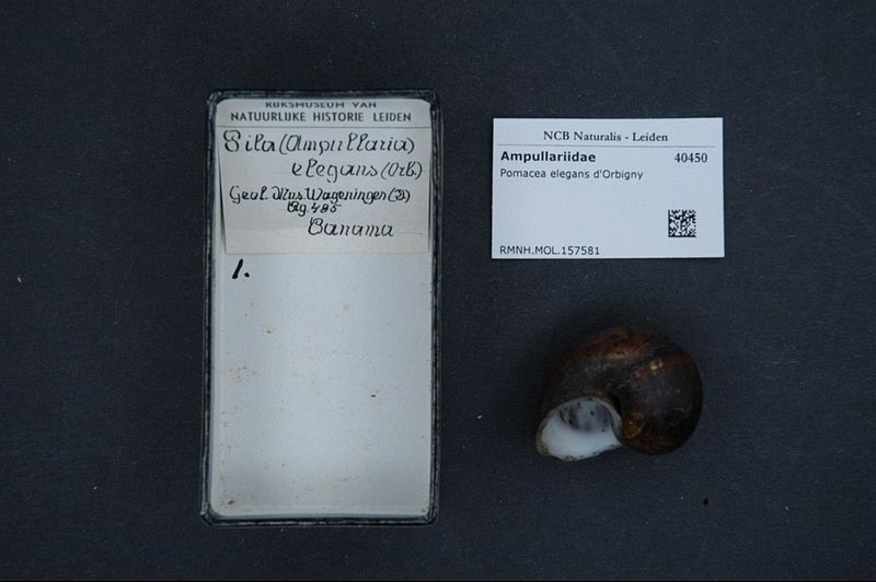 File:Naturalis Biodiversity Center - RMNH.MOL.157581 - Pomacea elegans d'Orbigny - Ampullariidae - Mollusc shell.jpeg