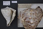 Miniatuur voor Bestand:Naturalis Biodiversity Center - RMNH.MOL.191683 - Cassis tuberosa (Linnaeus, 1758) - Cassidae - Mollusc shell.jpeg