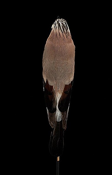 File:Naturalis Biodiversity Center - ZMA.AVES.46123 2 DORS - Garrulus glandarius lusitanicus Voous, 1953 - Corvidae - skin - preserved specimen.jpeg