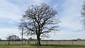 Deutsch: Naturdenkmal 73 „Eiche östlich des Bauernhofes“, Forstinning, Weiler Wind, Landkreis Ebersberg