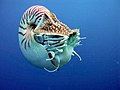 Nautilus profile.jpg
