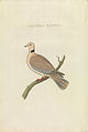 Barbary dove